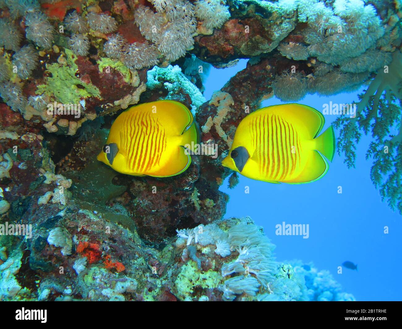 Masken-Falterfische (Chaetodon Semilarvatus), San Giovanni´S Riff, Rotes Meer, Aegypten / Ägypten Foto Stock