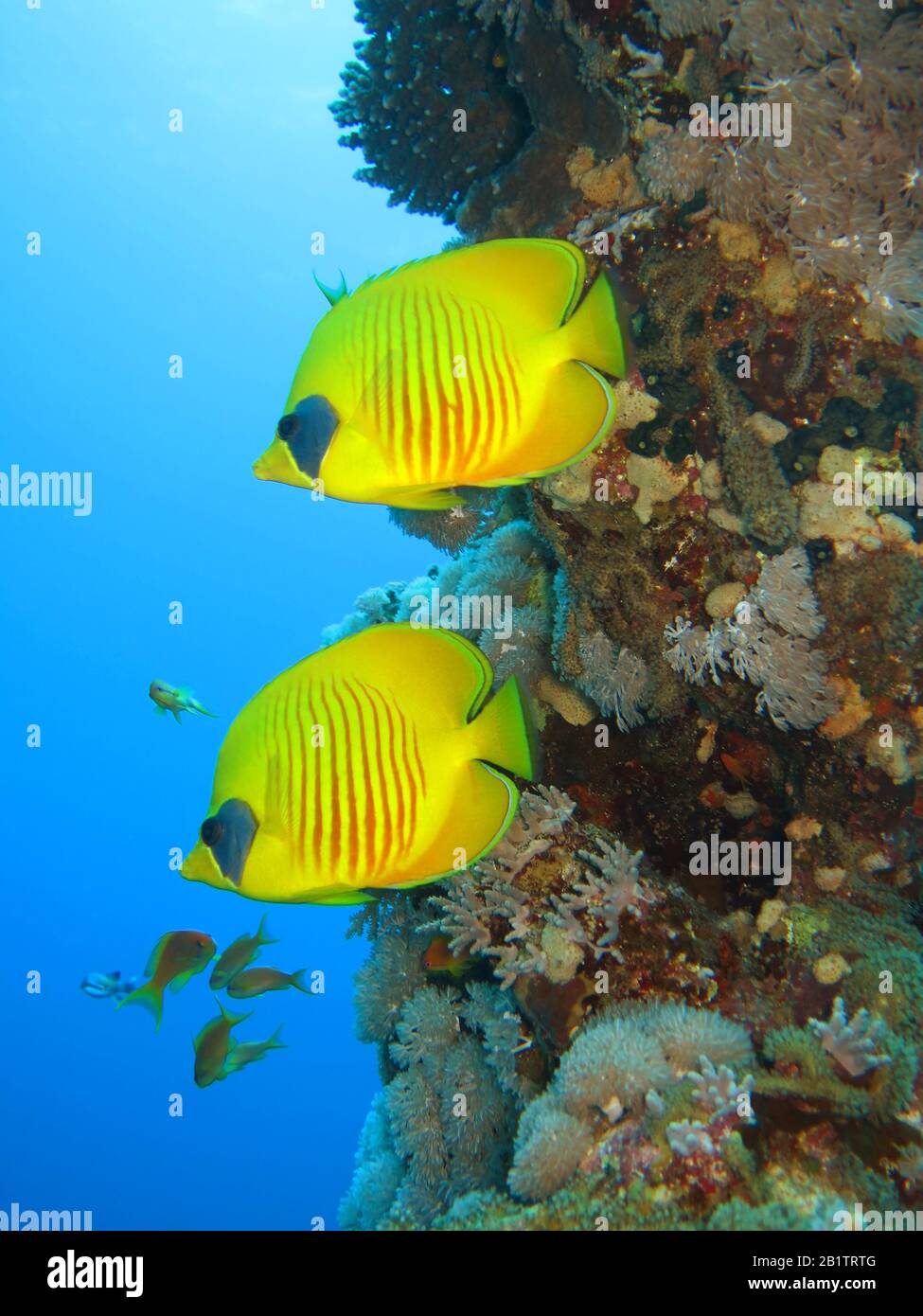 Masken-Falterfische (Chaetodon Semilarvatus), San Giovanni´S Riff, Rotes Meer, Aegypten / Ägypten Foto Stock