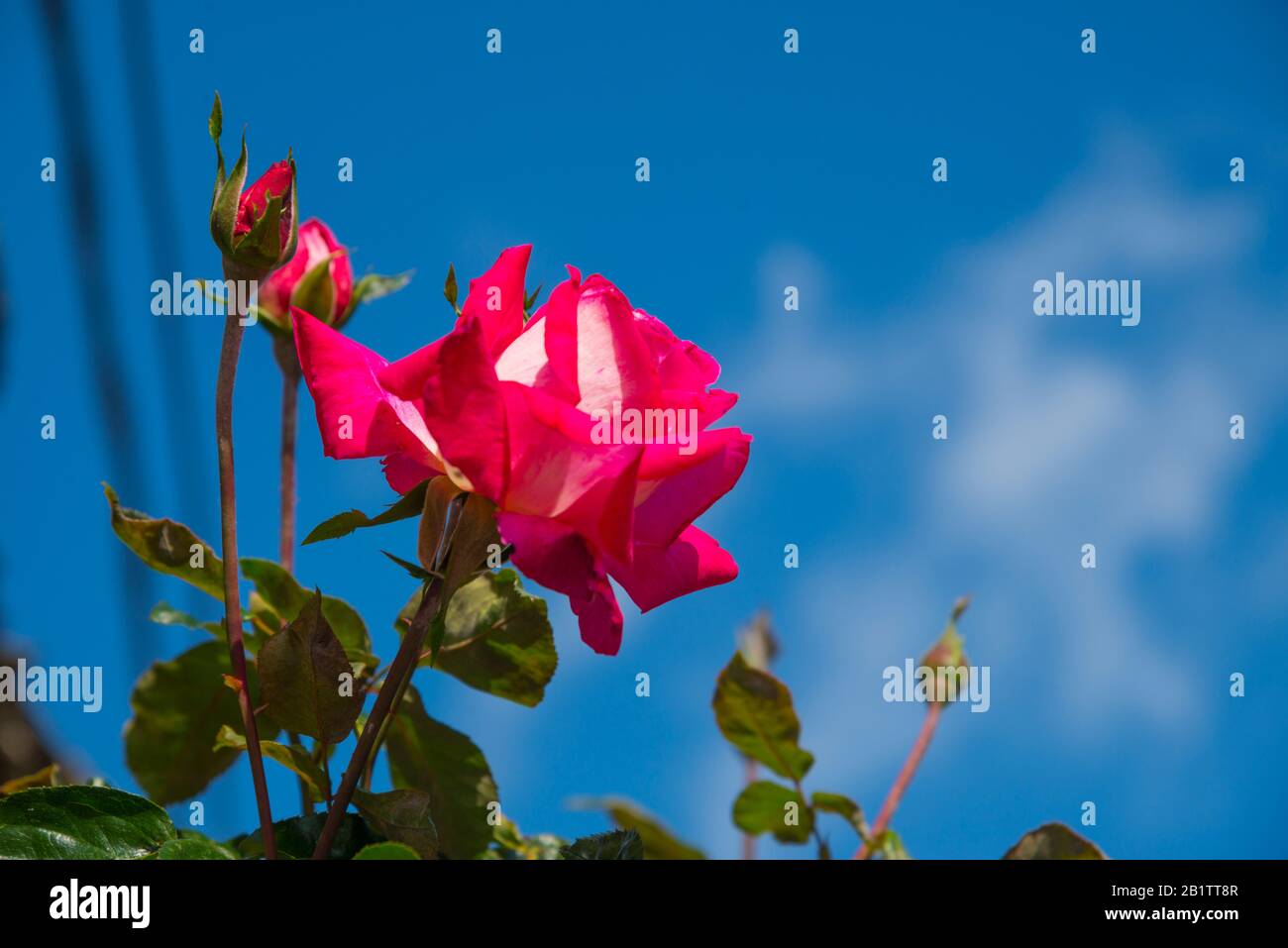 Rosa contro il cielo blu. Foto Stock