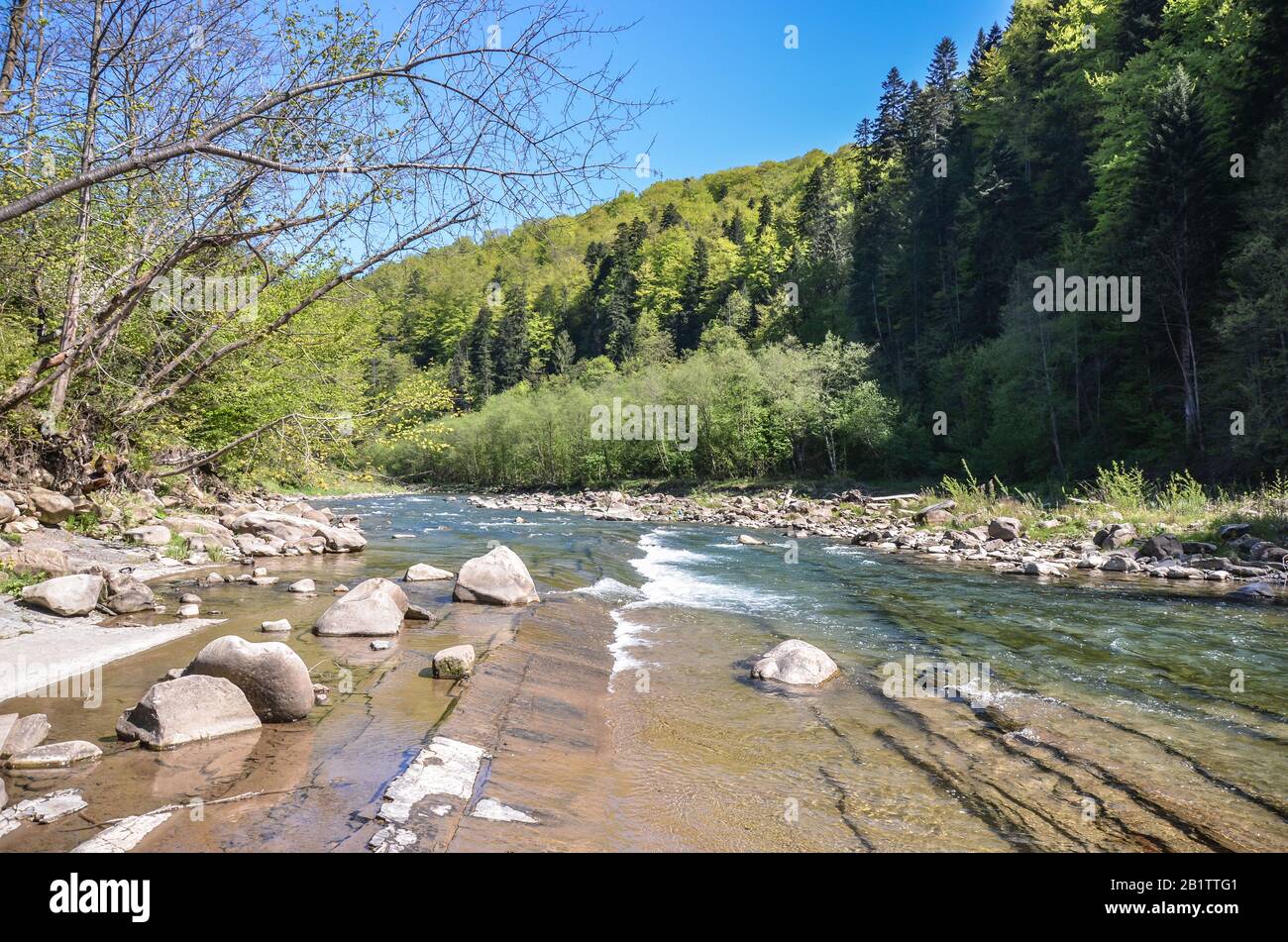 Vista sul fiume selvaggio di montagna nelle montagne Carpazi durante la soleggiata giornata estiva, Ucraina. Piccolo fiume nella foresta. Foto Stock
