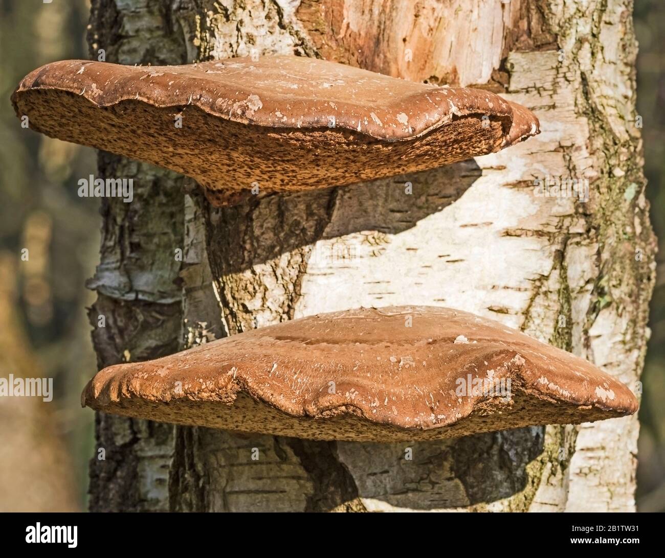 Polipore di betulla matura, staffa fungo, Fomitopsis Betulina, (Piptoporus Betulinus) su tronco decadente di betulla d'argento. Foto Stock