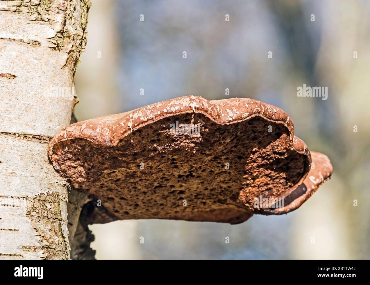 Polipore di betulla matura, staffa fungo, Fomitopsis Betulina, (Piptoporus Betulinus) su tronco decadente di betulla d'argento. Foto Stock