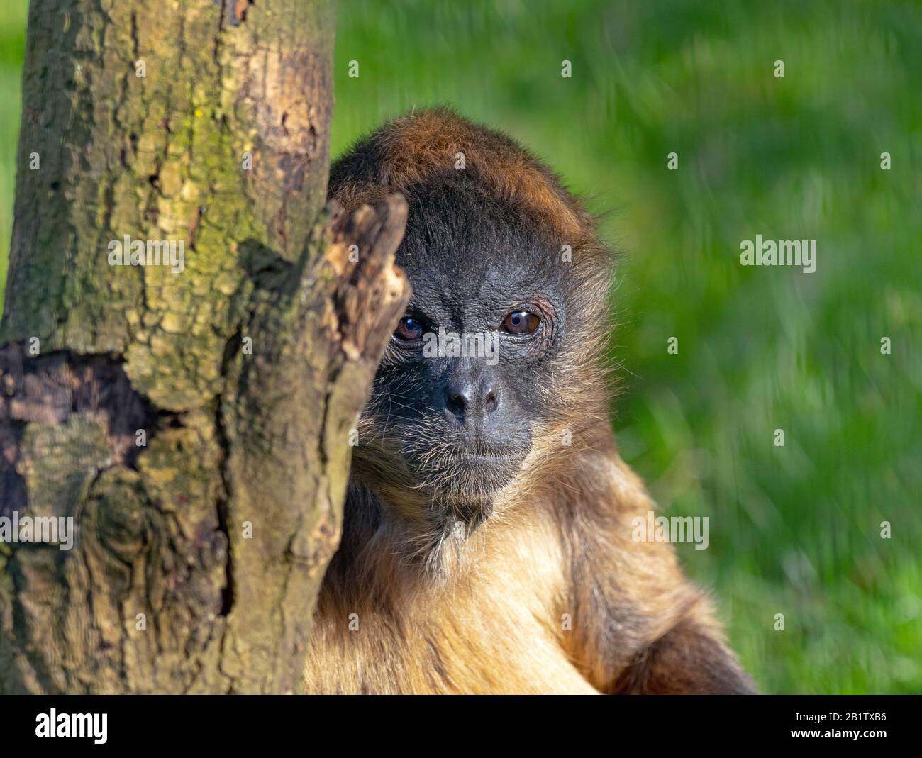 Nero-consegnato spider monkey Ateles geoffroyi Foto Stock