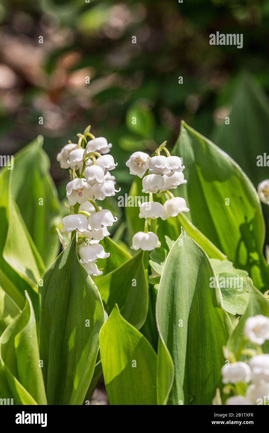 Lily della valle con infiorescenza racemosa Foto Stock