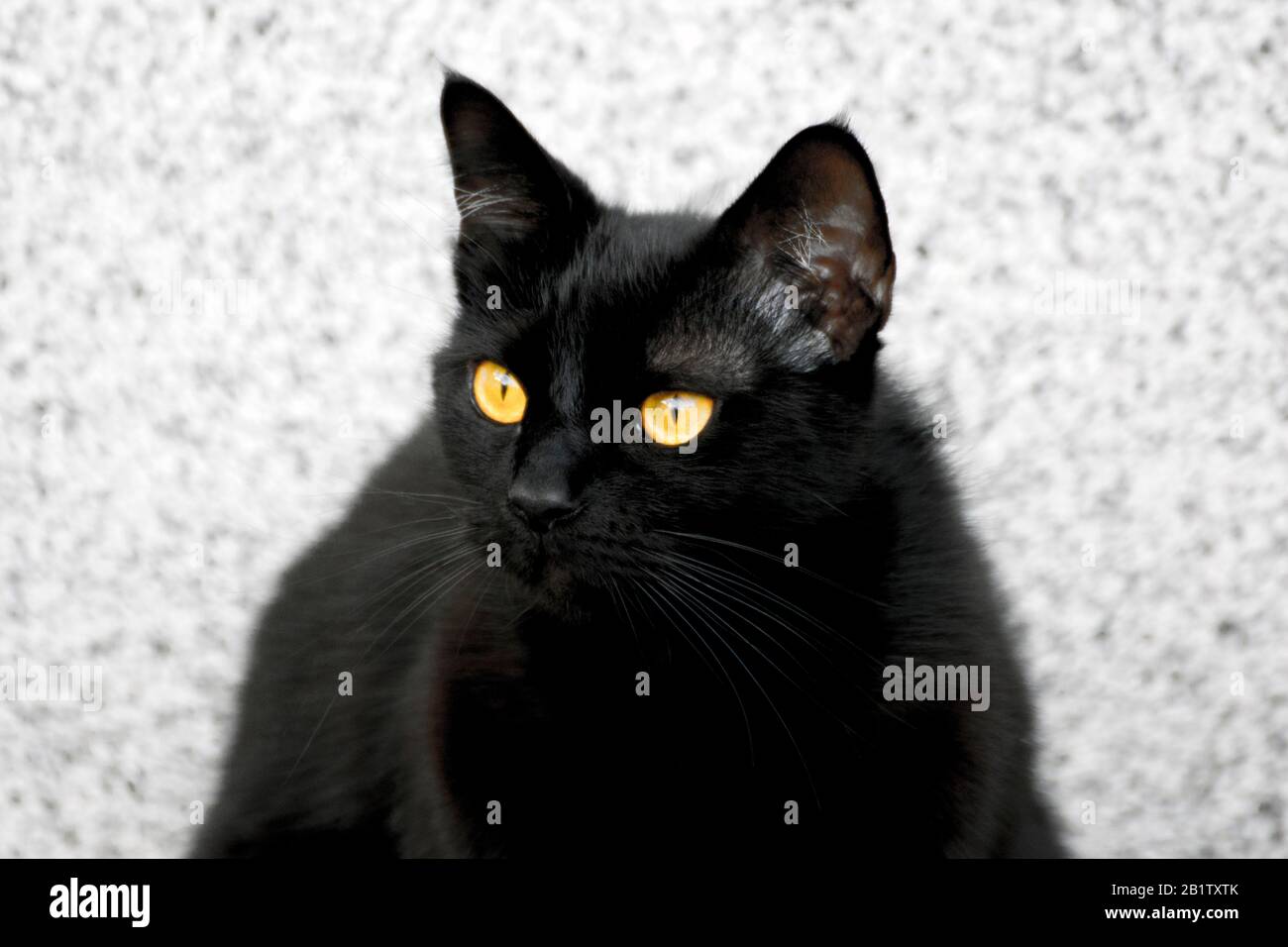 Splendida faccia da gatto immagini e fotografie stock ad alta risoluzione -  Alamy