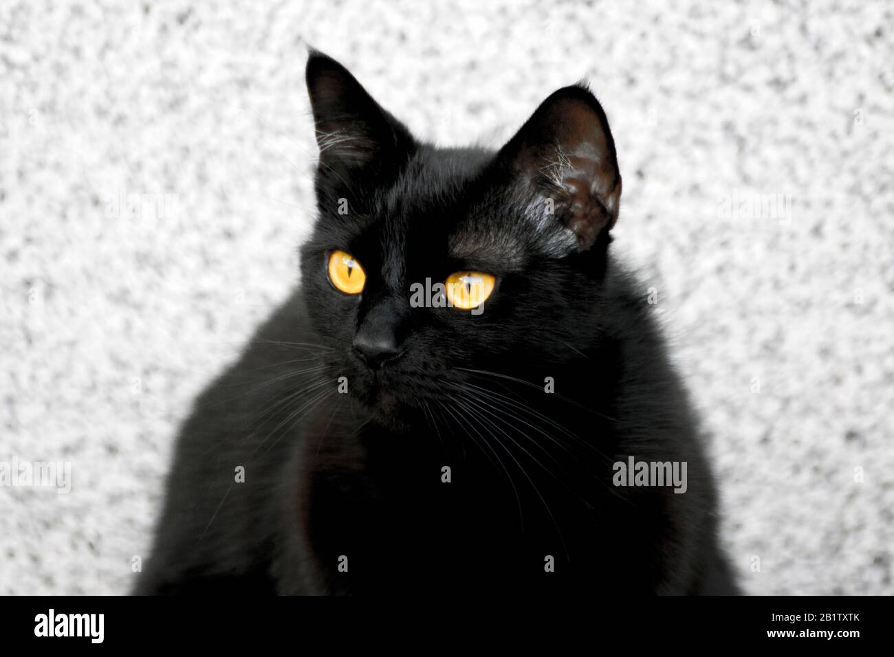 Puss, il bellissimo gatto nero altamente fotogenico con occhi splendidi e ipnotici e pelliccia nera liscia e setosa. Foto Stock