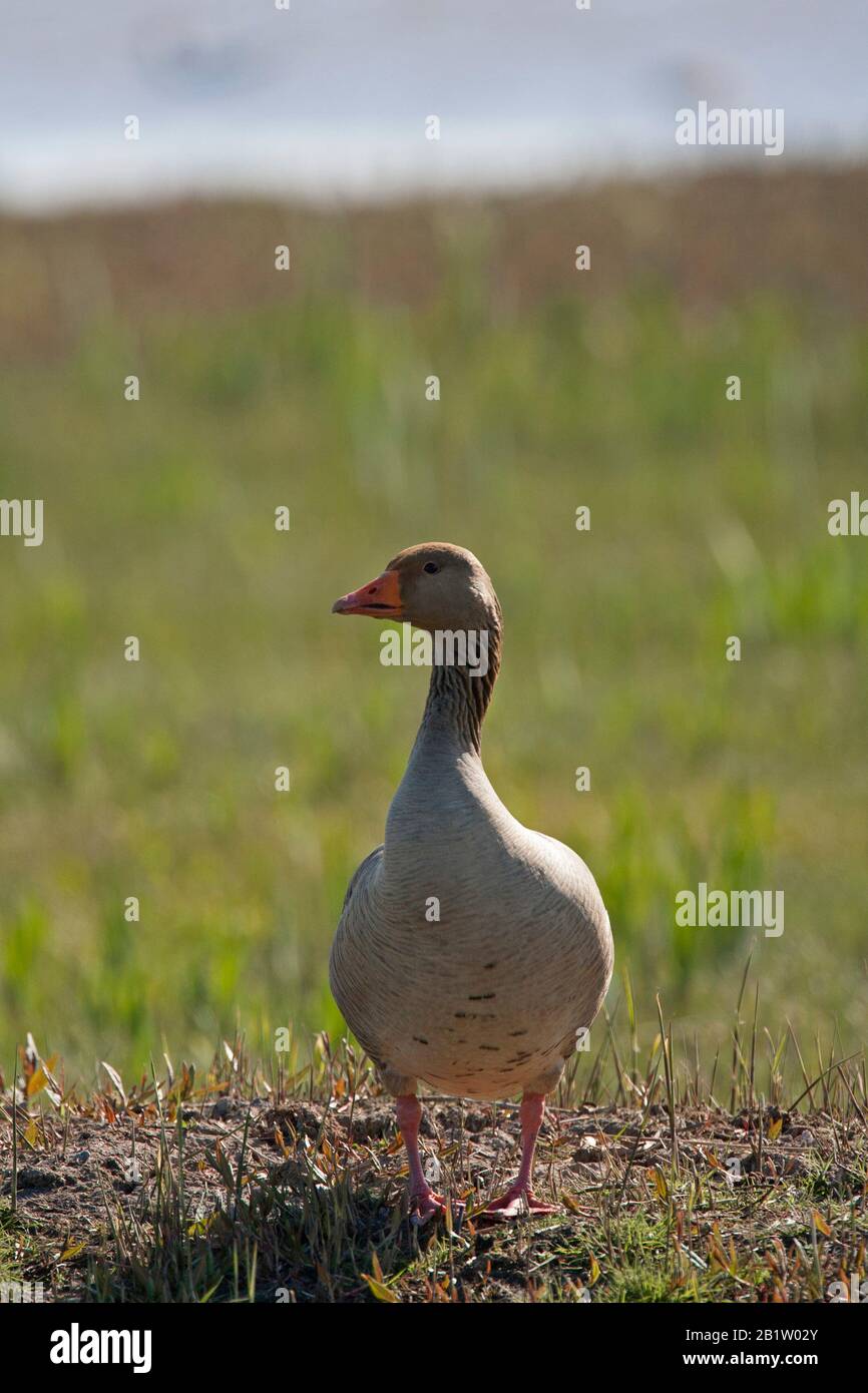 Greylag Oca, Anser anser, Ritratto di singolo adulto in piedi. MINSMSMERE, Suffolk, Regno Unito. Foto Stock