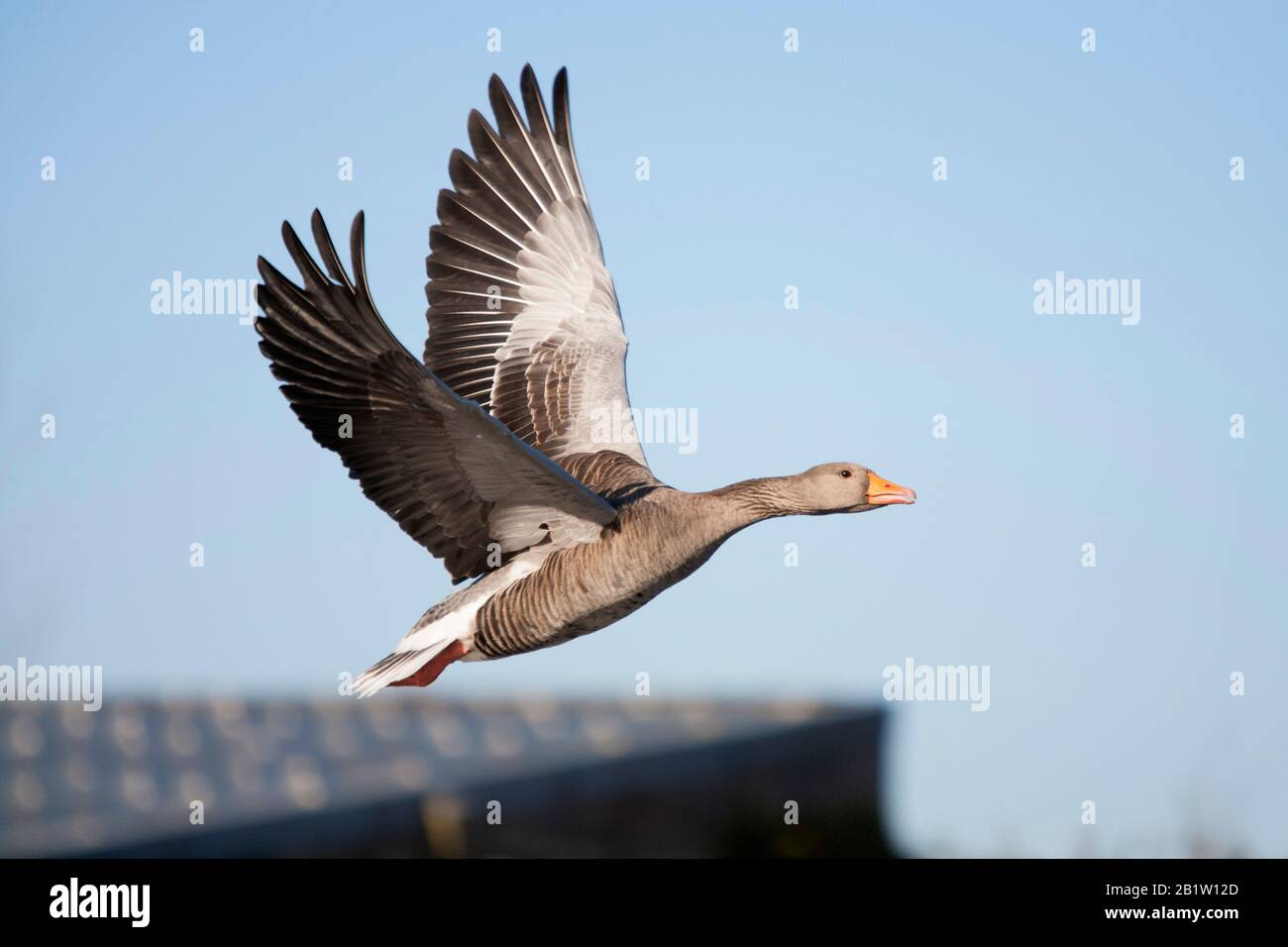 Greylag Goose, Anser anser, singolo adulto in volo sopra l'edificio, Slimbridge Gloucestershire, Regno Unito. Foto Stock