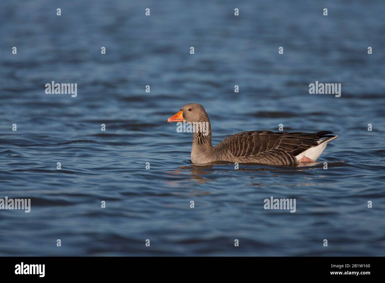 Greylag Oca, Anser anser, nuoto per adulti singolo. Slimbridge Gloucestershire, Regno Unito. Foto Stock