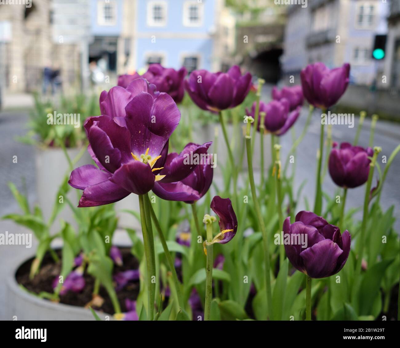 Giardini di strada Foto Stock