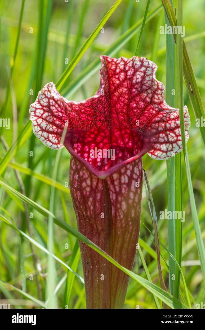 Sarracenia leucophylla x purpurea a Splinter Hill Bog, Alabama Foto Stock