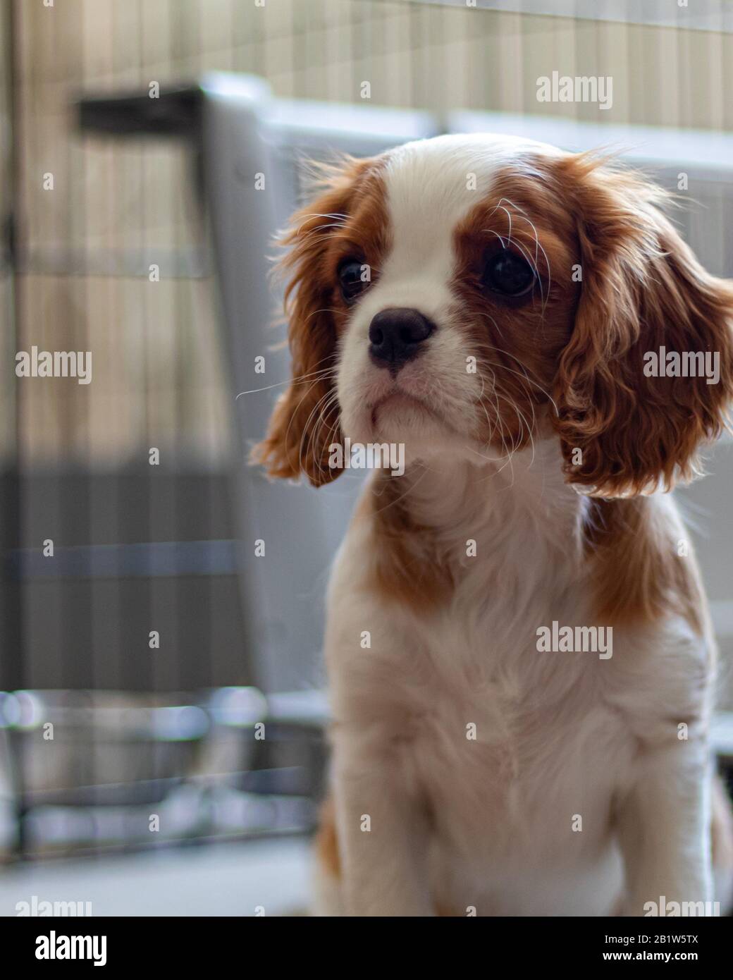 Un cucciolo della razza Cavalier King Charles Spaniel siede e guarda al lato prima di una cassa di metallo. Il cucciolo carino ha la colorazione Blenheim Cavalier. Foto Stock