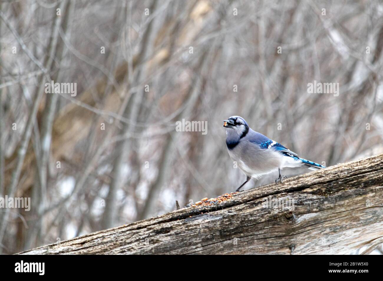 Un jay blu è appollaiato sul tronco caduto di un albero stretto in inverno. Il tronco, sospeso su una diagonale, attraversa davanti agli alberi della foresta. Foto Stock
