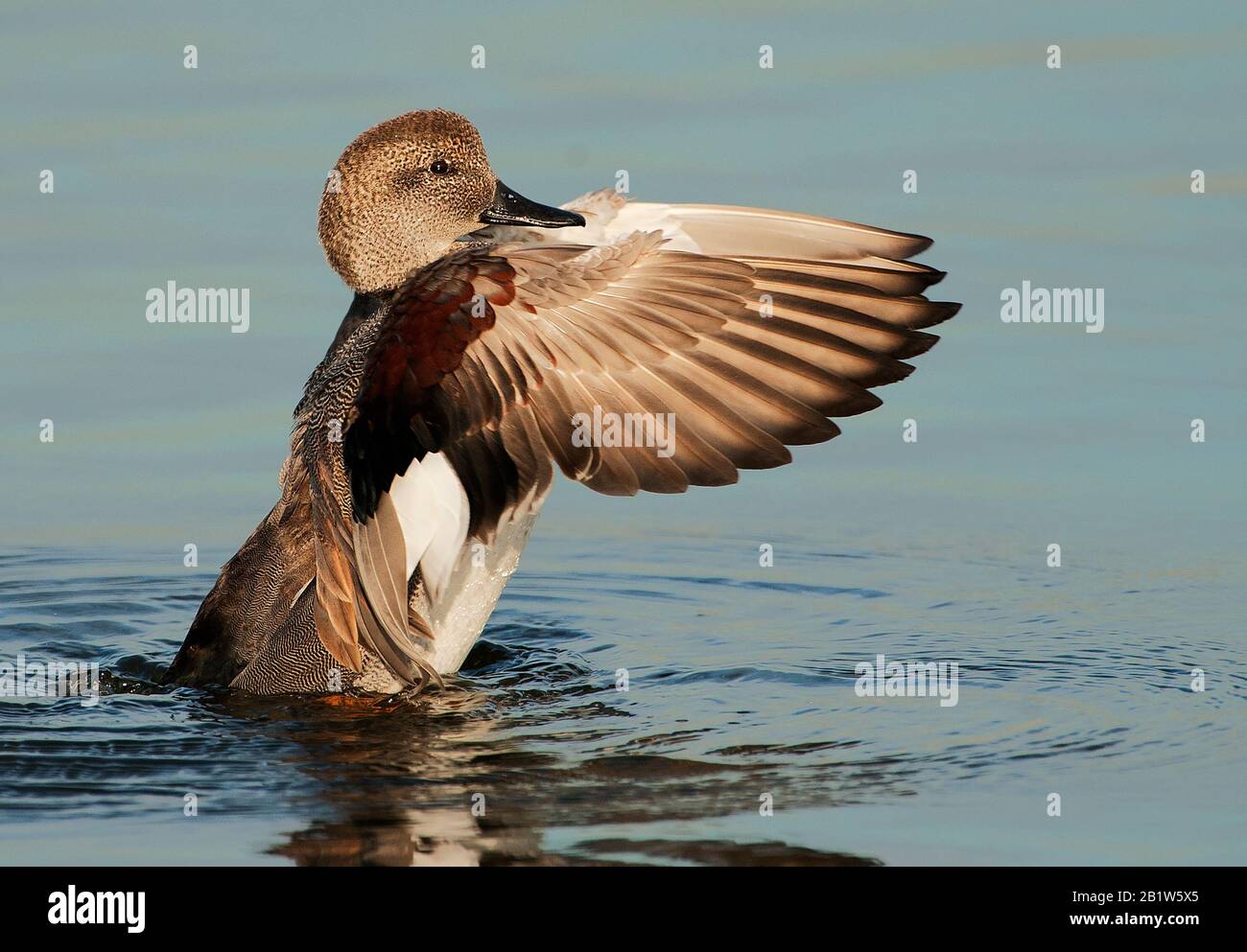 Schermo ad ali di galletto d'anatra Gadwall Foto Stock