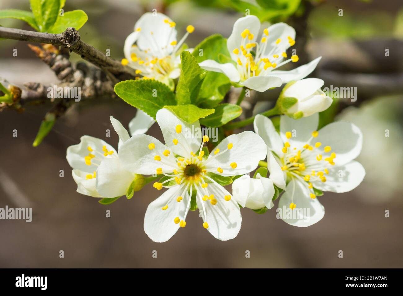 Prugna da fiore (lat. Prunus) piante della famiglia Rose (lat. Rosaceae). Inizio primavera Foto Stock