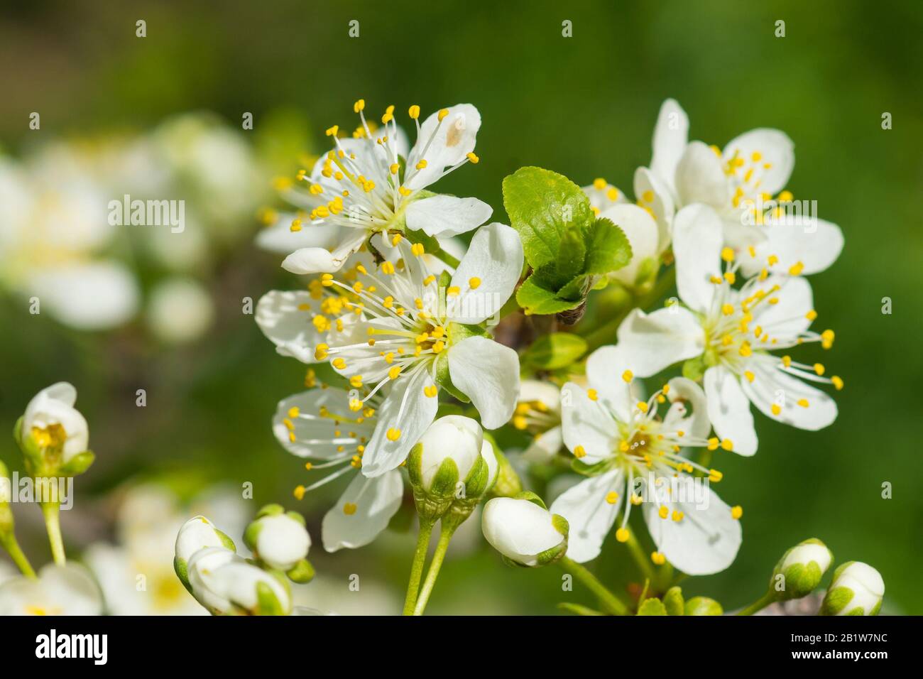 Un ramo di una prugna in fiore (lat. Prunus) piante della famiglia Rose (lat. Rosaceae). Inizio primavera Foto Stock