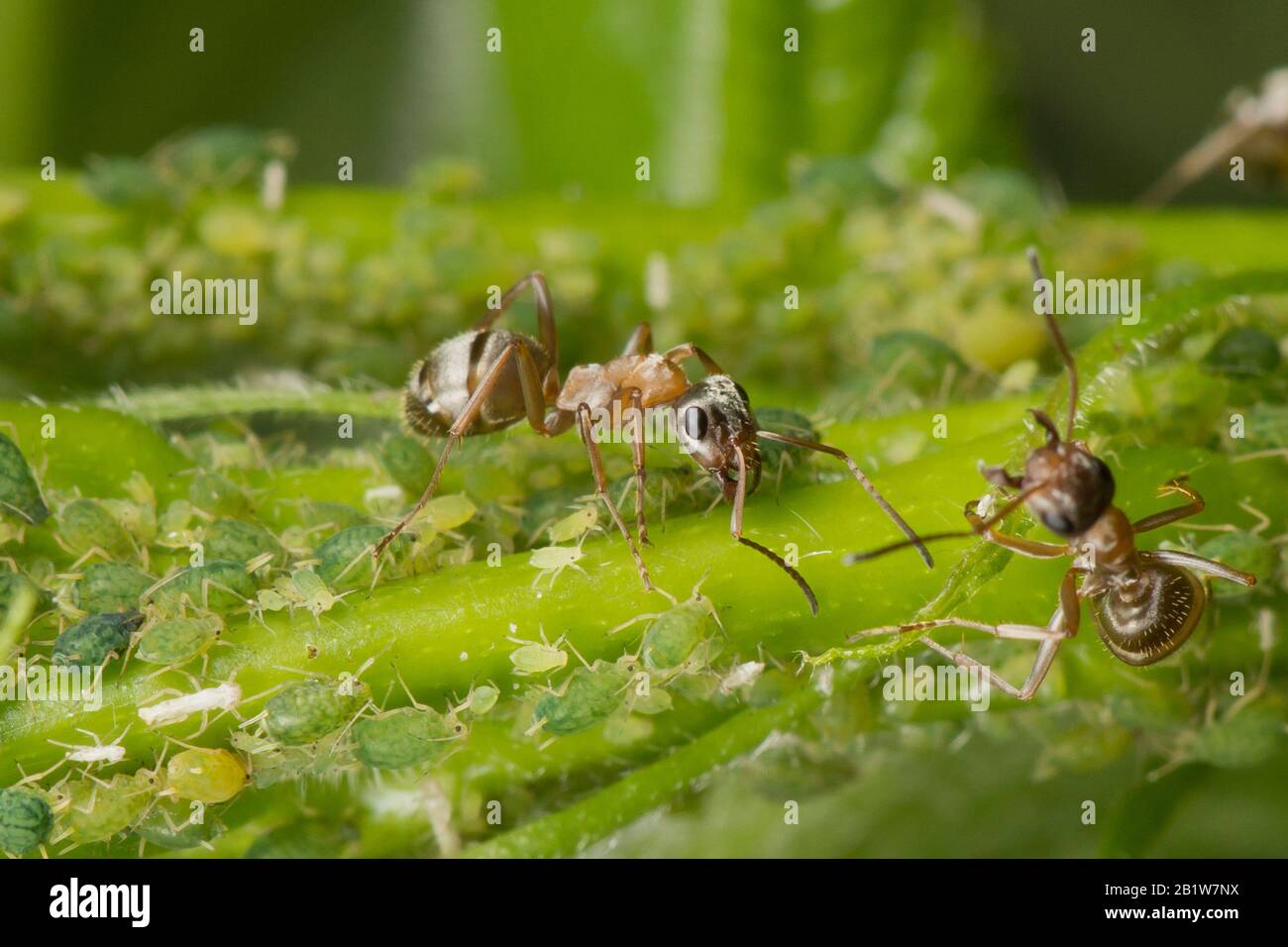 La simbiosi delle formiche e degli afidi. Formica tendendo il suo gregge. Macro Foto Stock