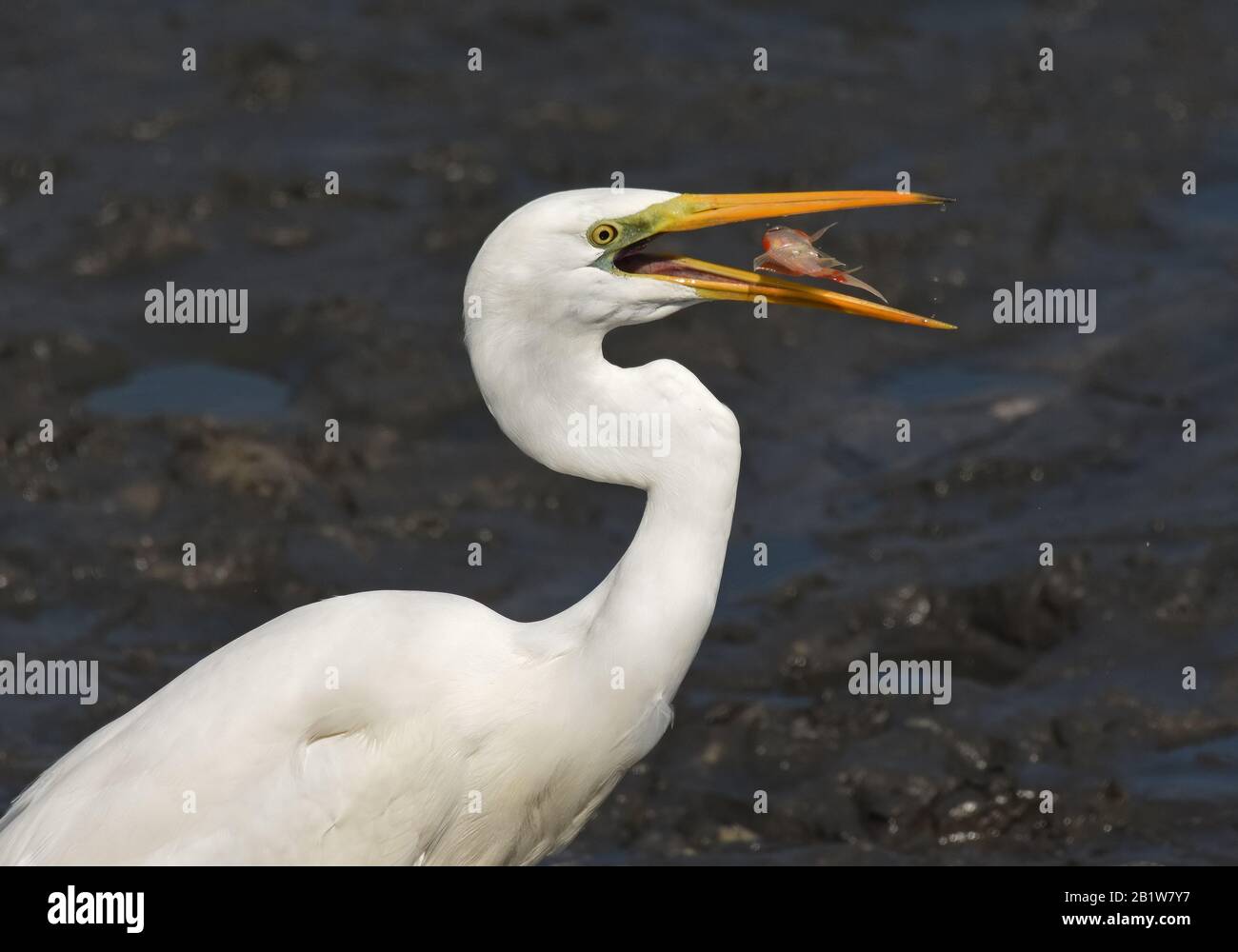 Grande egret caccia pesce Foto Stock