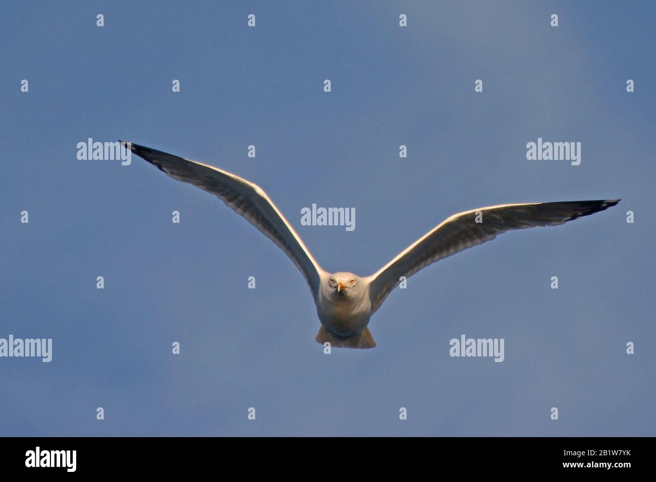 Gabbiano che vola in avanti Foto Stock