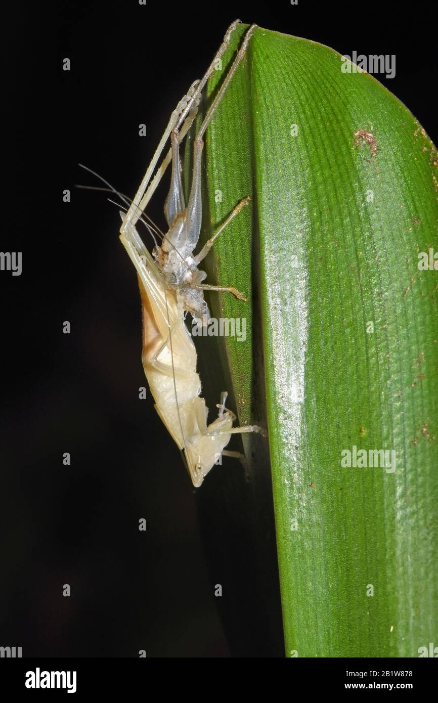 Insetti molanti - Katydid Foto Stock
