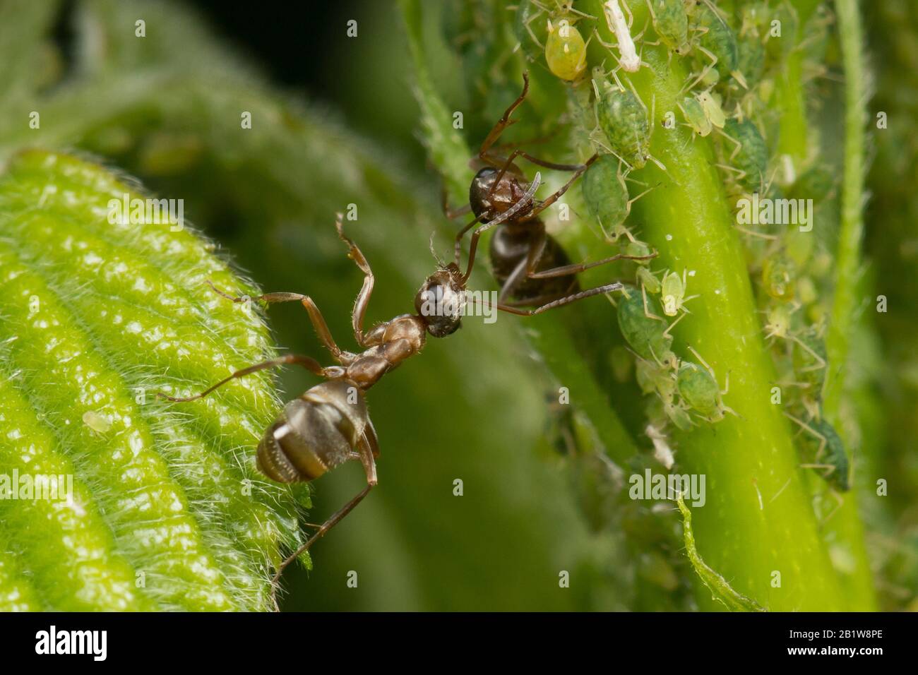 La simbiosi delle formiche e degli afidi. Formica tendente il suo gregge sulle foglie verdi. Macro Foto Stock