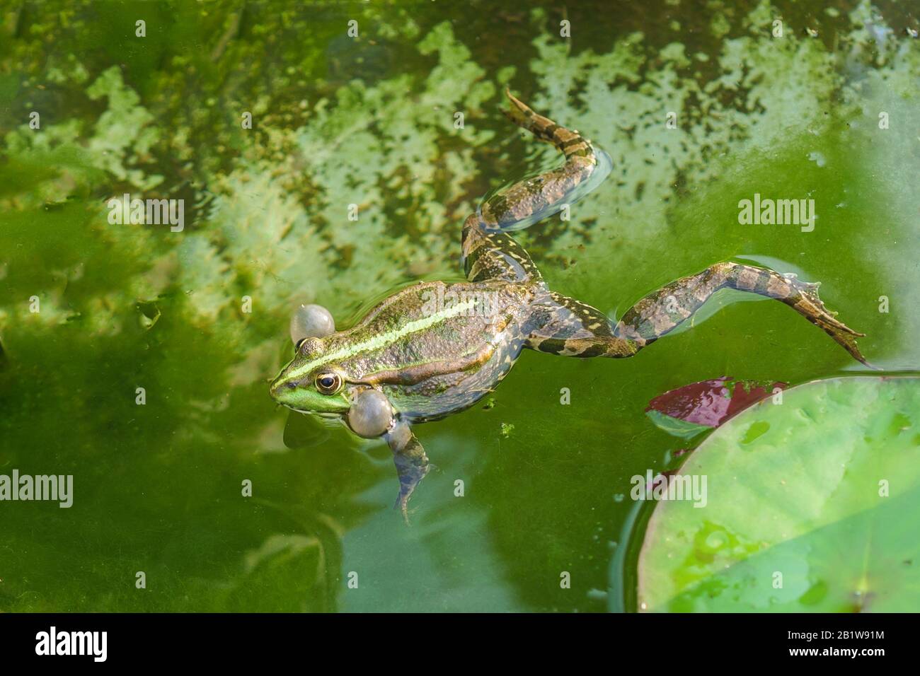 Croaking, la rana di palude maschile (Pelophylax ridibundus) in acqua. Comunicazione Foto Stock