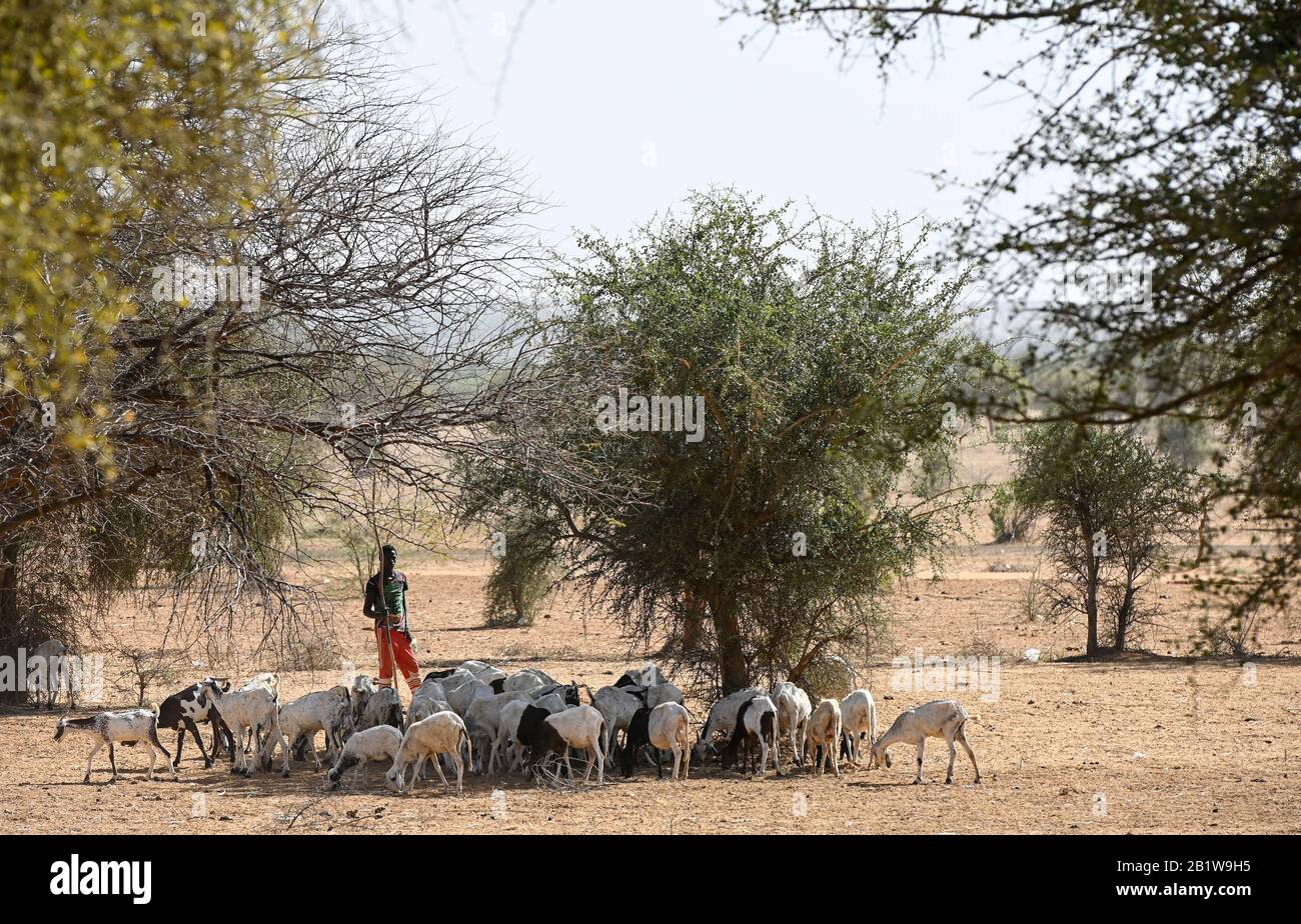 NIGER, villaggio Namaro, albero acacia senegal che è la fonte dell'albero resina gomma arabica, pastore con capre, nutrendo il bestiame con foglie dagli alberi in stagione secca Foto Stock