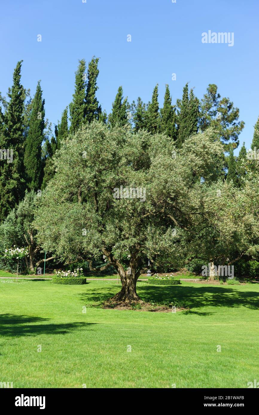 L'olivo europeo, o Oliva culturale, o l'Olivo europeo, o l'Olivo (lat. Olea europaea) è un albero sempreverde; una specie di Olivo (Olea) Oliv Foto Stock