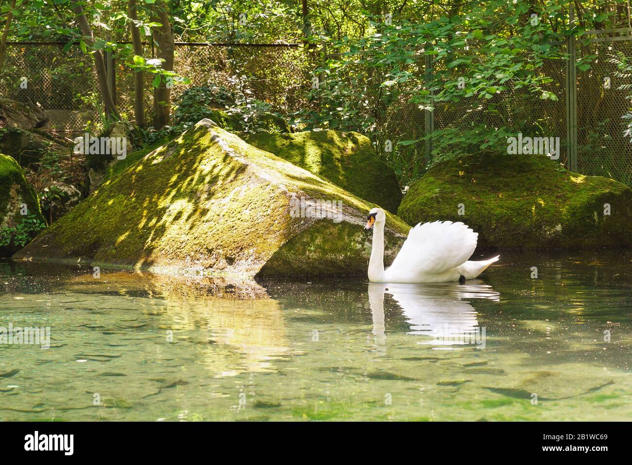 White Swan (lat. Cygnus) nello stagno del Parco. Giornata estiva soleggiata. Yalta, Alupka, Crimea, Russia Foto Stock White Swan (lat. Cygnus) nello stagno del Parco. Giornata estiva soleggiata. Yalta, Alupka, Crimea, Russia Foto Stock