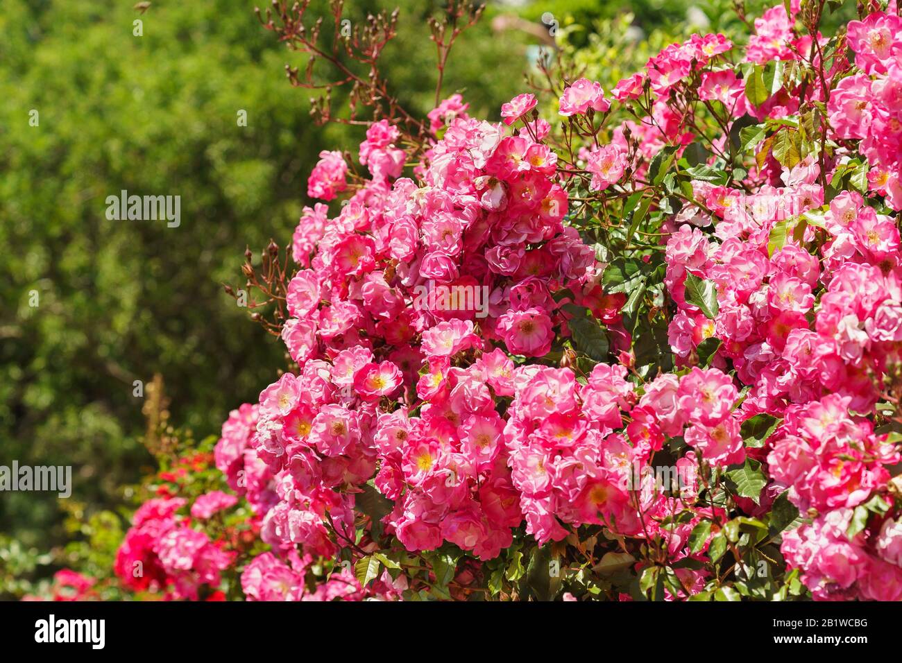 Lussureggiante fioritura rose Groundcover Fair Play. Giornata estiva Foto Stock