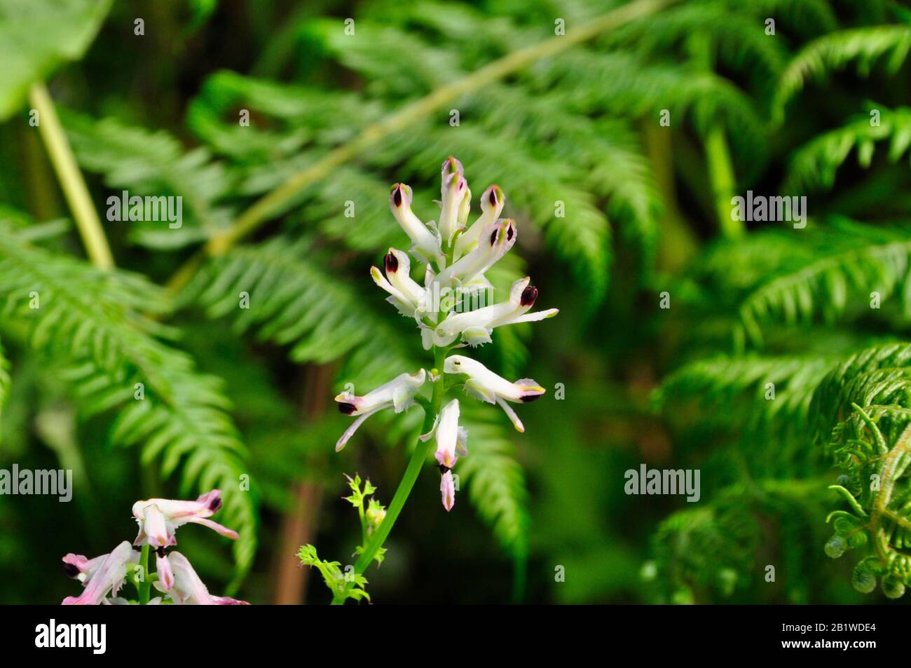 Fumuditivo a ramping bianco,Fumaria capreolata,arrampicata,pianta erbacea annuale nella famiglia papavero Papaveraceae, St Mary's, Isles of Scilly, Cornwall, UK Foto Stock