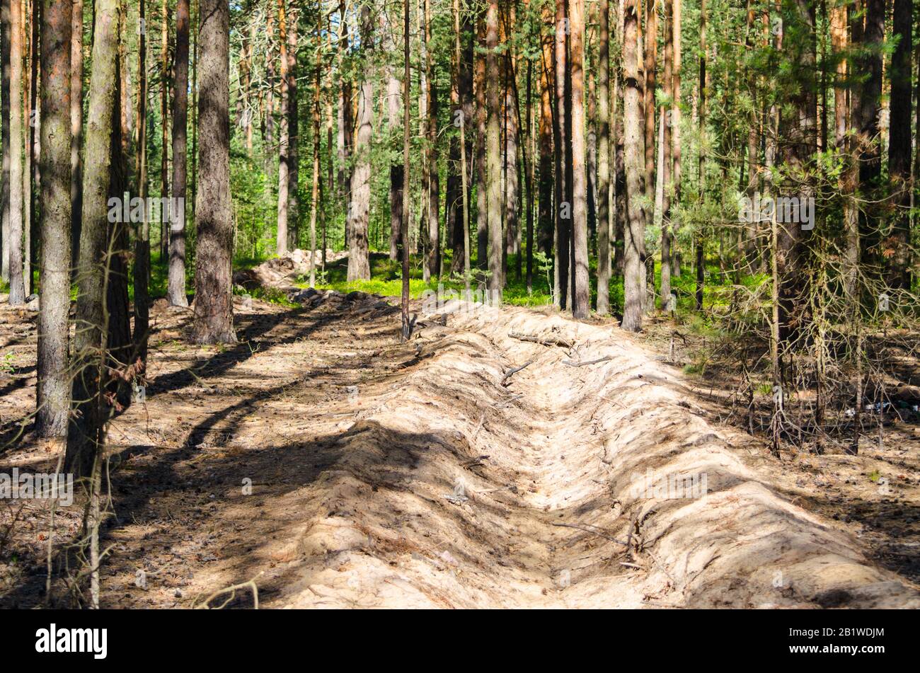 Fuoco fosso nella foresta. Previene la propagazione del fuoco durante un incendio. Foto Stock