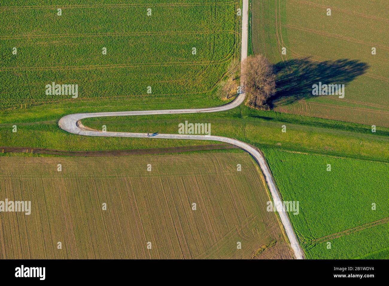 Foto aerea, percorso sul campo, sentiero escursionistico, albero nel campo, Duisburg, sentiero piegato, tornante, zona della Ruhr, Renania Settentrionale-Vestfalia, Germania, DE, Europa Foto Stock