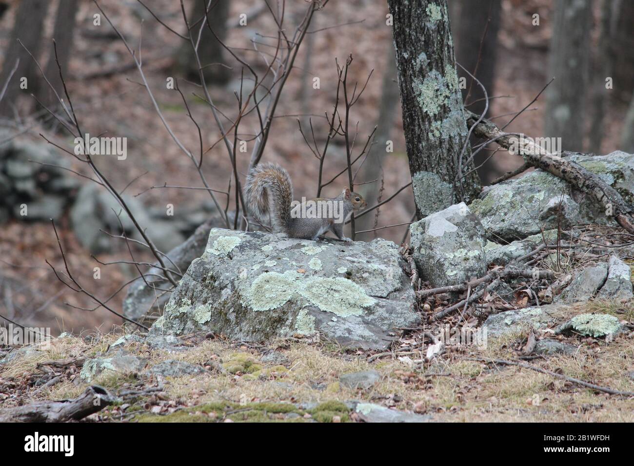 Scoiattolo si fermò sulle rocce lungo il bordo della foresta Foto Stock