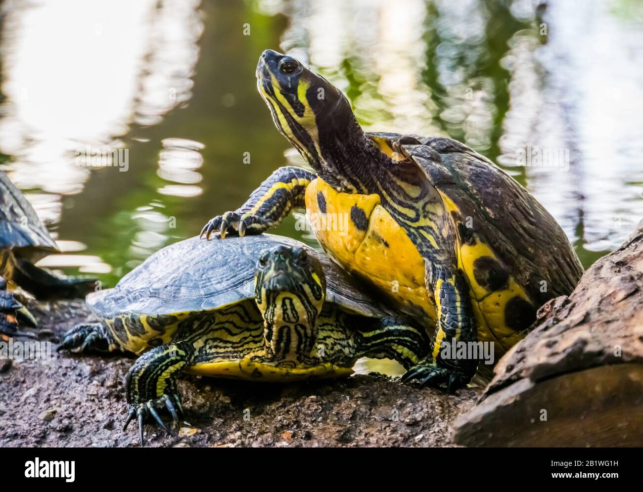 primo piano di una tartaruga cumberland slider arrampicata sull'altro, comportamento tipico animale, terrapin basking Foto Stock