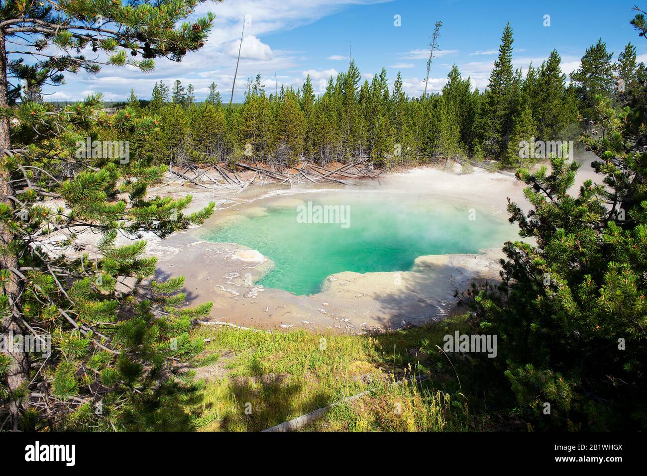 Yellowstone National Park, Wyoming, USA: Emerald Spring a Norris Geyser Basin visto attraverso gli alberi verdi Foto Stock