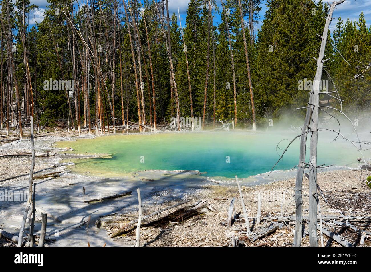 Parco Nazionale di Yellowstone, Wyoming (USA): Area termale a Norris Geyser Basin Foto Stock