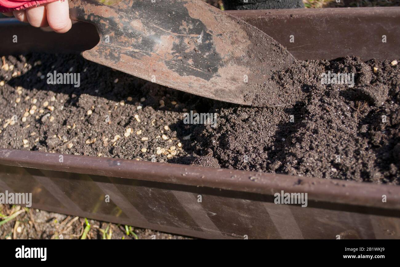 È mostrata una scatola di plastica in tempo libero, riempita di terreno scuro, preparata per piantare semi di piante di fiori e verdure in primavera. Foto Stock