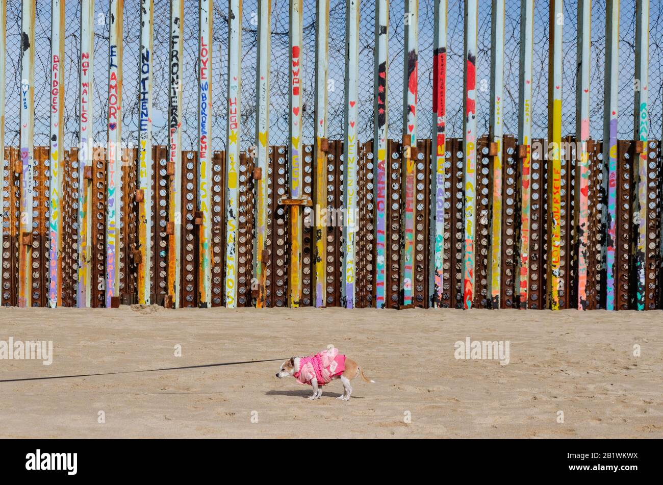 Chihuahua Dog Al Confine Messicano Fence A Tijuana Foto Stock