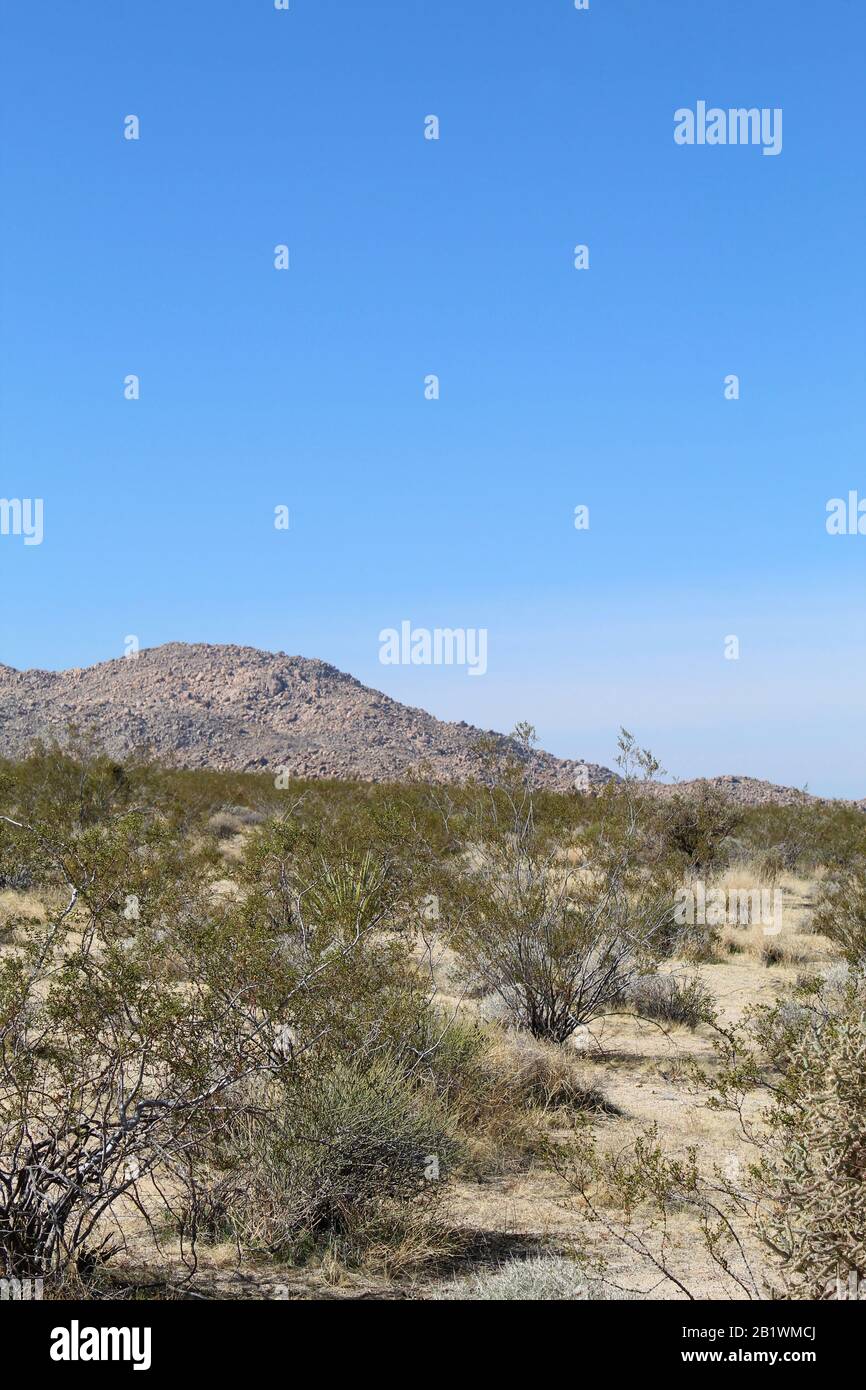 Le piante autoctone promuovono la biodiversità attraverso relazioni ecologiche co-evolute, come quelle che si verificano nel Joshua Tree National Park. Foto Stock