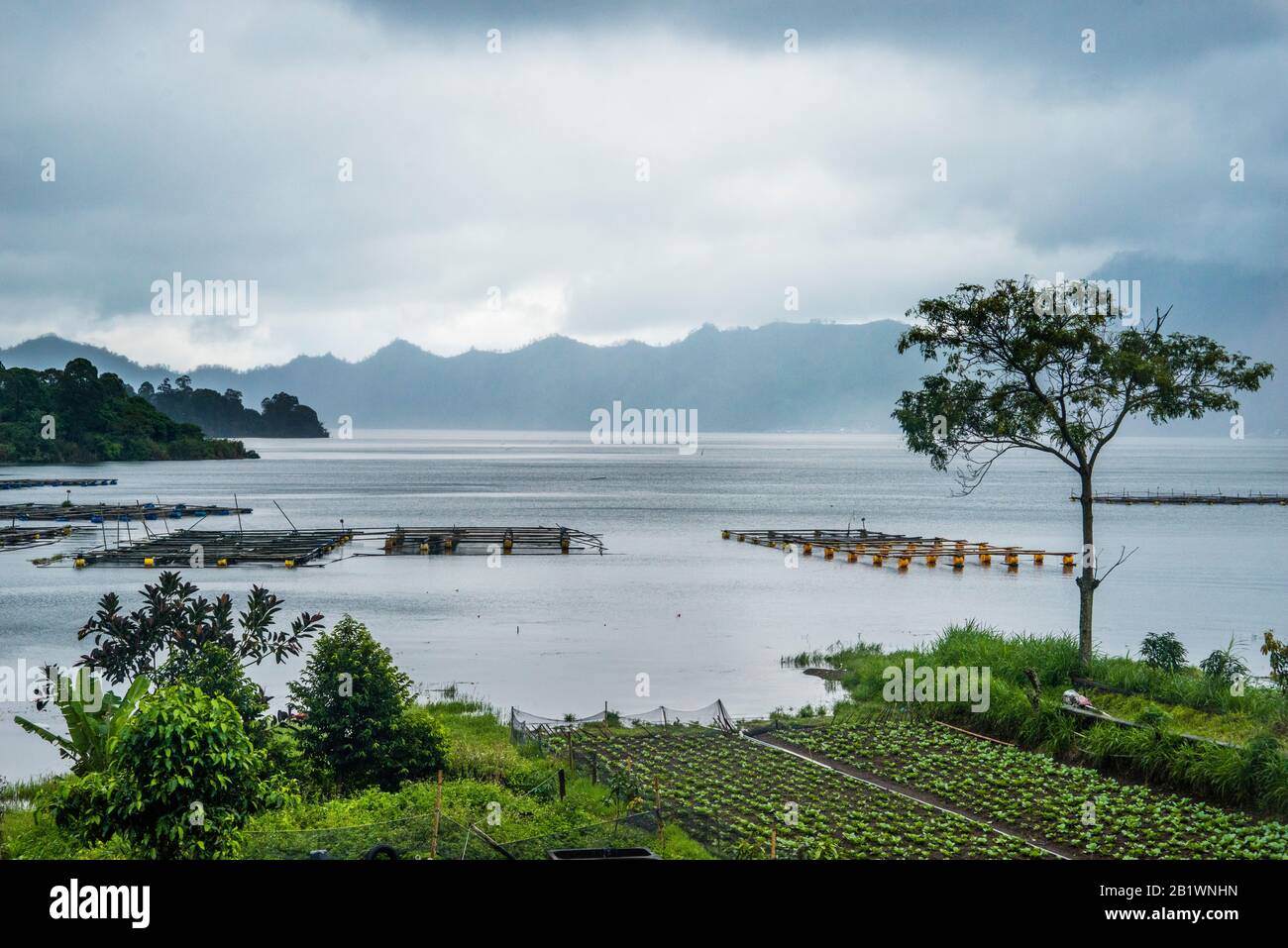 Fertili rive laviche del Lago Batur è un lago vulcanico a Kintamani, Bali, Bangli Regency di Bali, situato all'interno della caldera di un attivo vo Foto Stock