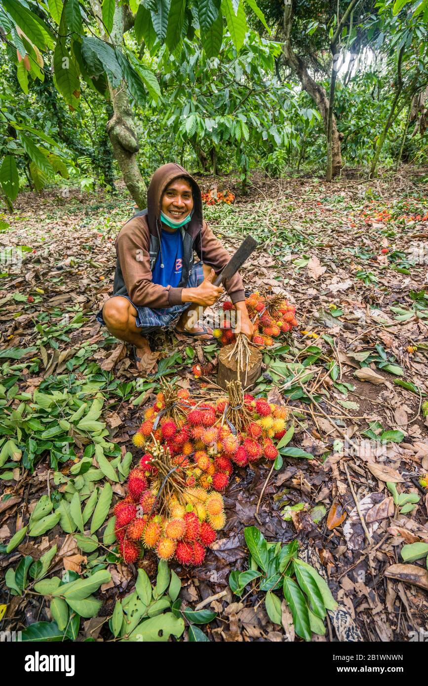 Coltivatore con il suo raccolto di frutti Rambutan a Bondalem, Bali nord, Indonesia Foto Stock