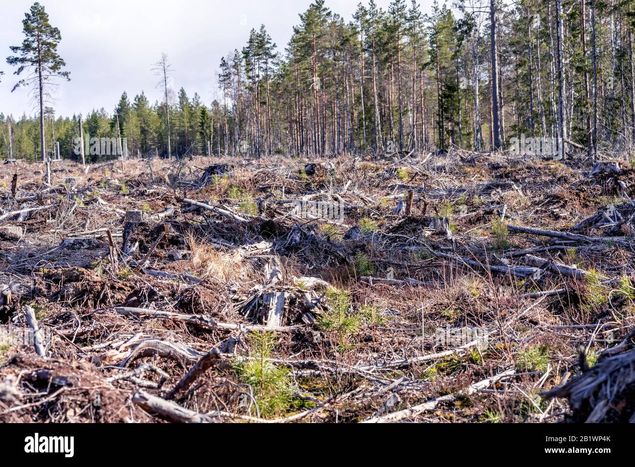 Brune vecchi rami di pino lasciato dopo l'anno fa foresta chiaro taglio nel nord della Svezia, fine autunno giorno, nessun alberi vivi lasciato - solo en campo vuoto. Nuovo p Foto Stock