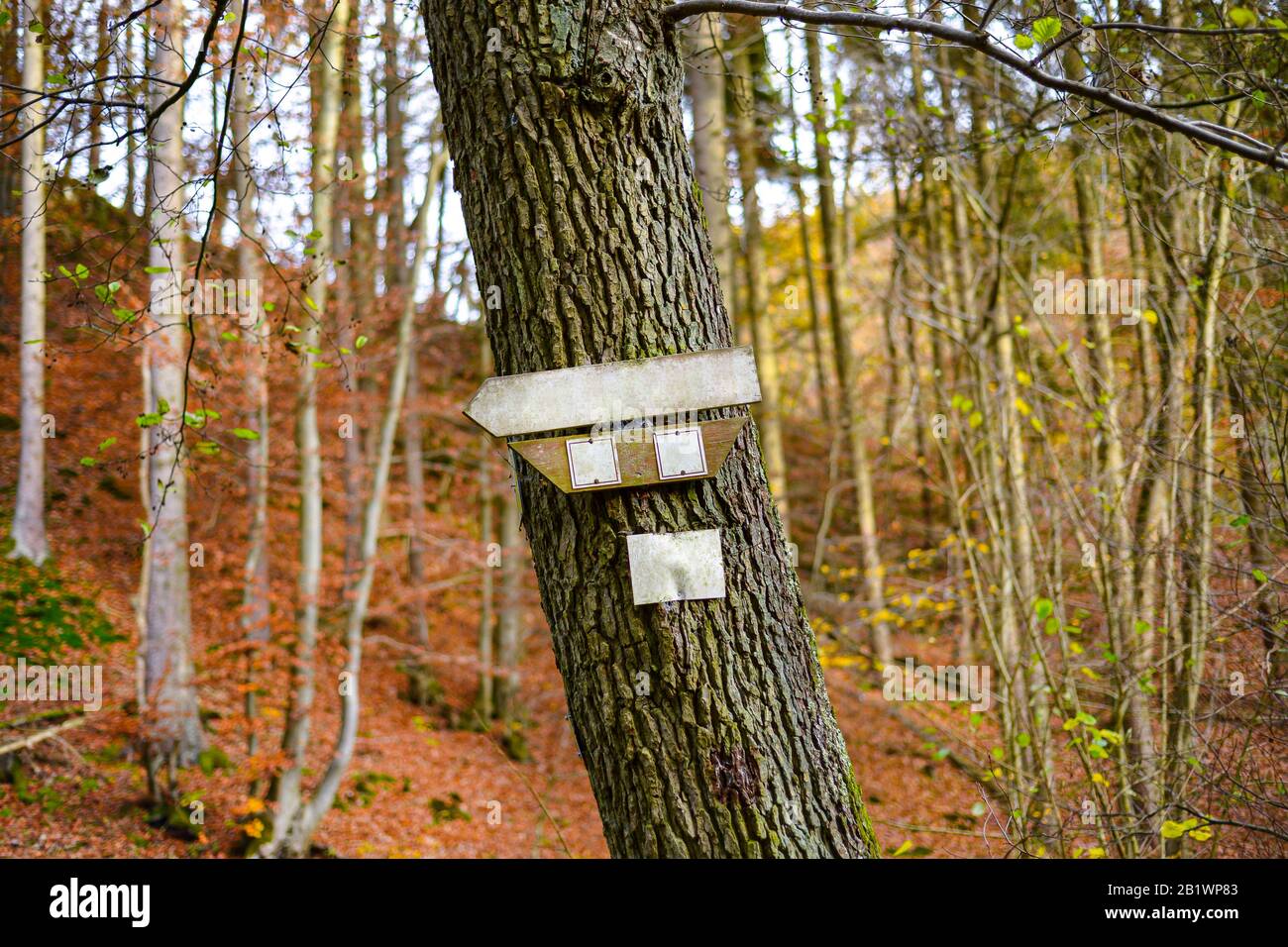 Un segno a forma di freccia vuoto che punta a sinistra, inchiodato ad un albero nei boschi con i colori di caduta nello sfondo. Foto Stock