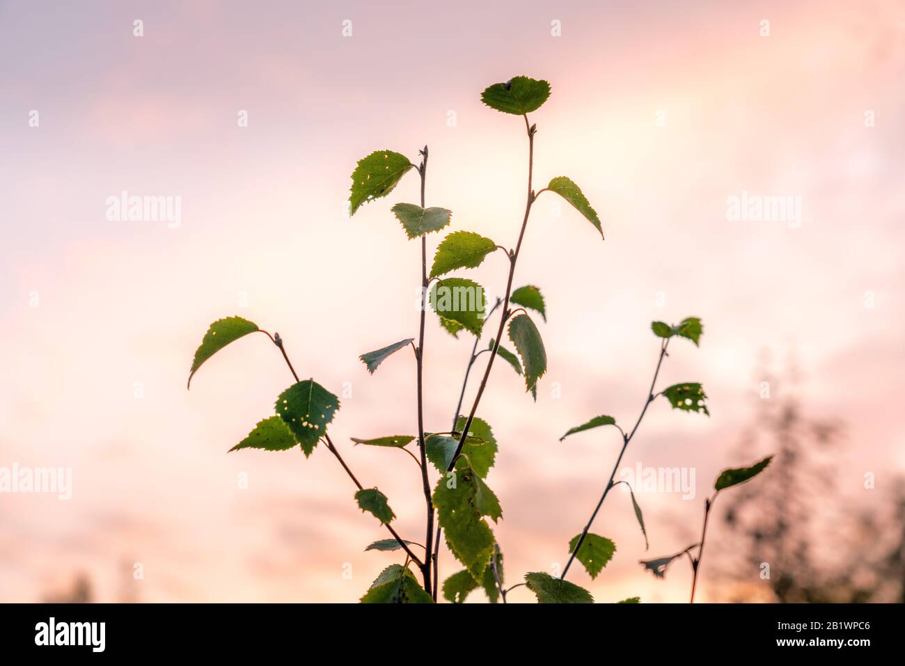 Solo ramo di giovane betulla con poche foglie verdi al tramonto sfuocato sci accanto ad esso. La luce del sole della rosa dà il senso di estate calma pacifica dell'autunno Foto Stock