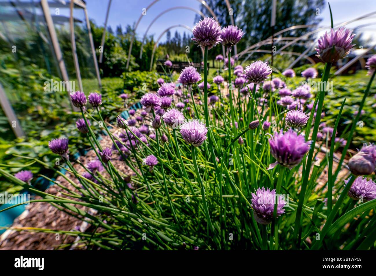 Un letto di chifi in fiore, giornata di sole, foto da vicino. Crescita del concetto di primavera Foto Stock