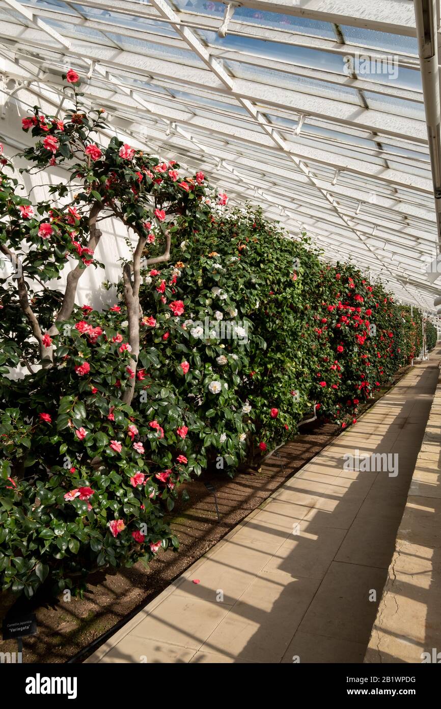 La serra di grado 1 ospita le storiche piante di camelia, presso la Chiswick House and Gardens, West London, Regno Unito Foto Stock