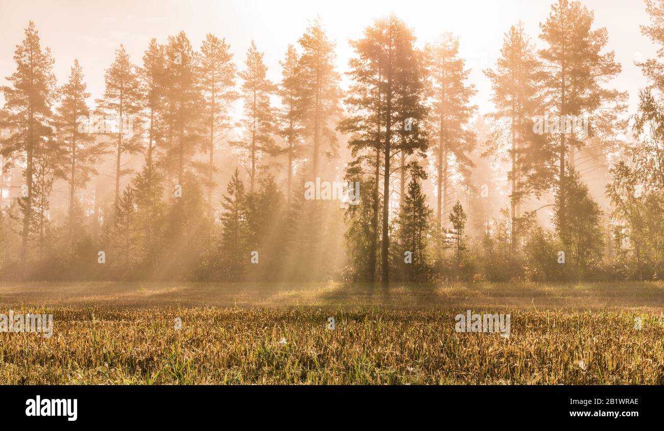 Raggi di sole brillano attraverso la nebbia all'alba nella foresta selvatica e campo raccolto colorato da autunno - giallo, aranceti, pini verdi. Bella scena Foto Stock