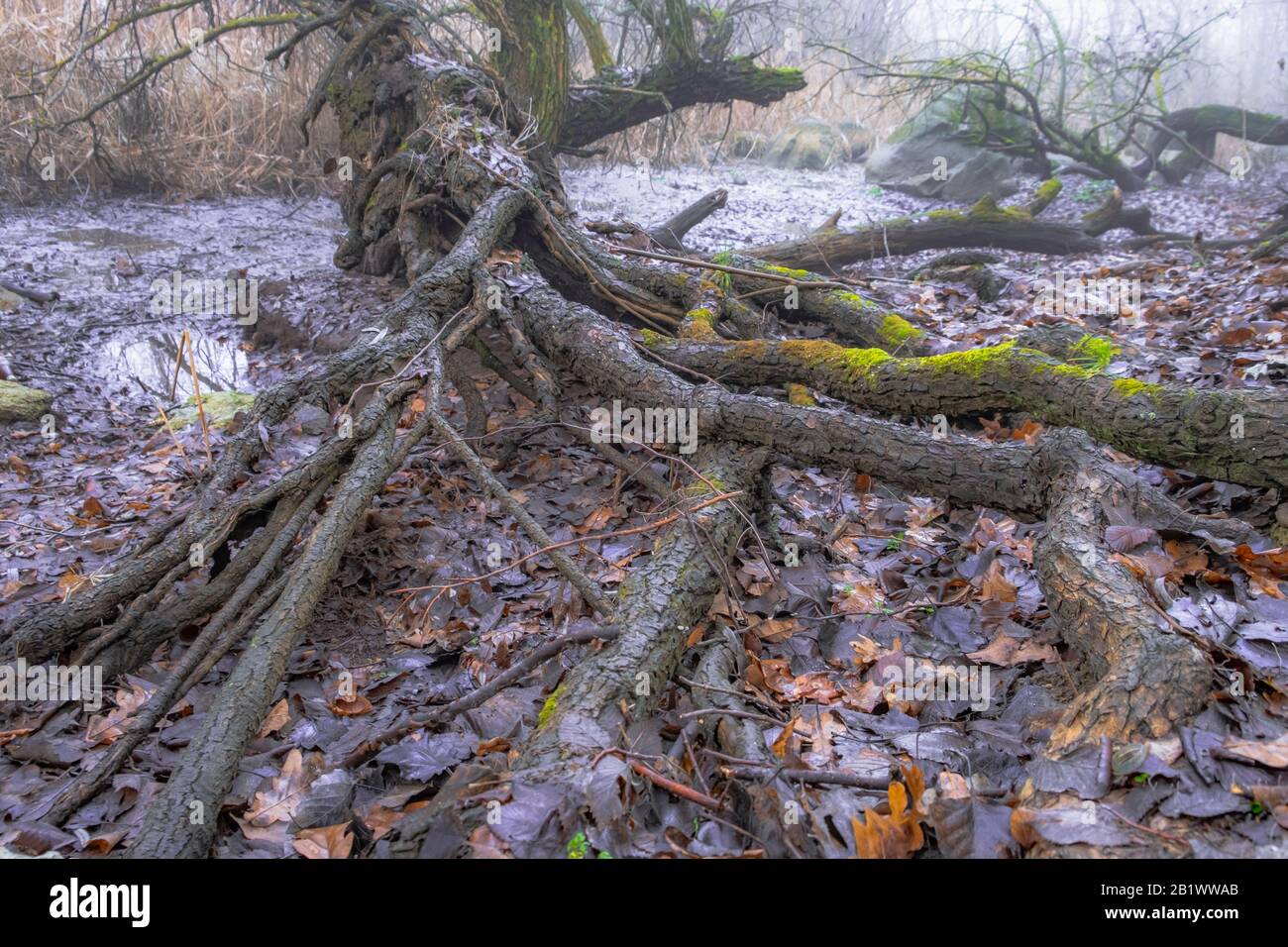 Radici di un albero . Fitta foresta Foto Stock