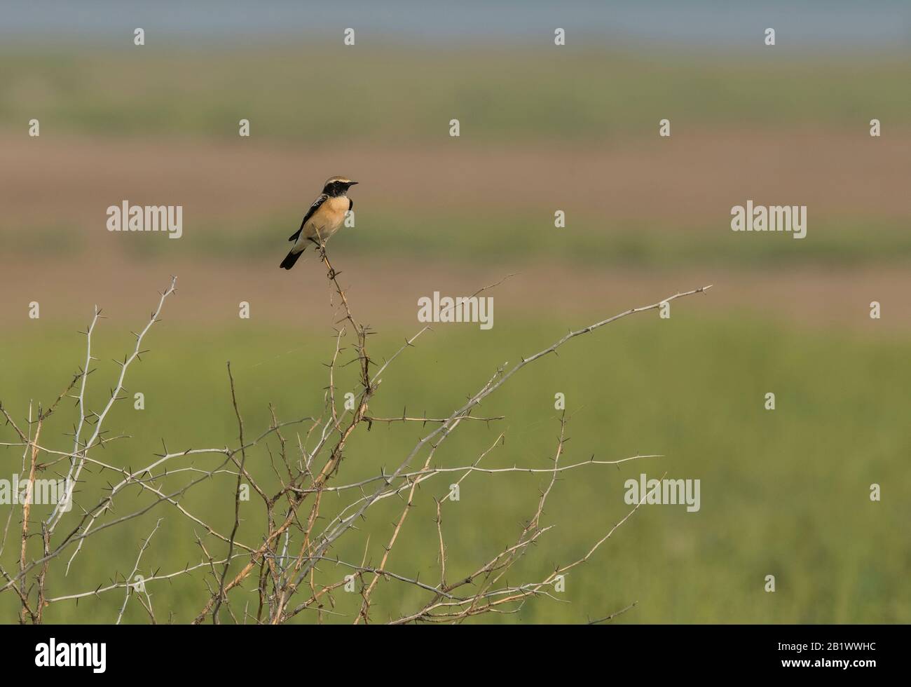 Deserto Wheatear, Oenanthe deserti maschio, piccolo Rann di Kutch, Gujarat, India Foto Stock